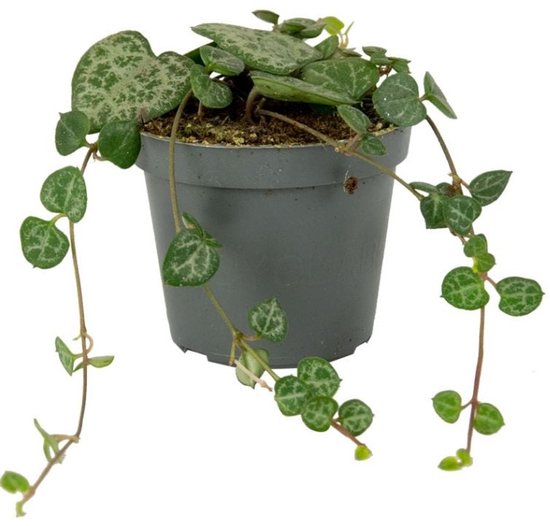 Lantaarnplantje Ceropegia Woodii in 9 cm pot – 20 cm stengels, 9-stek-mix