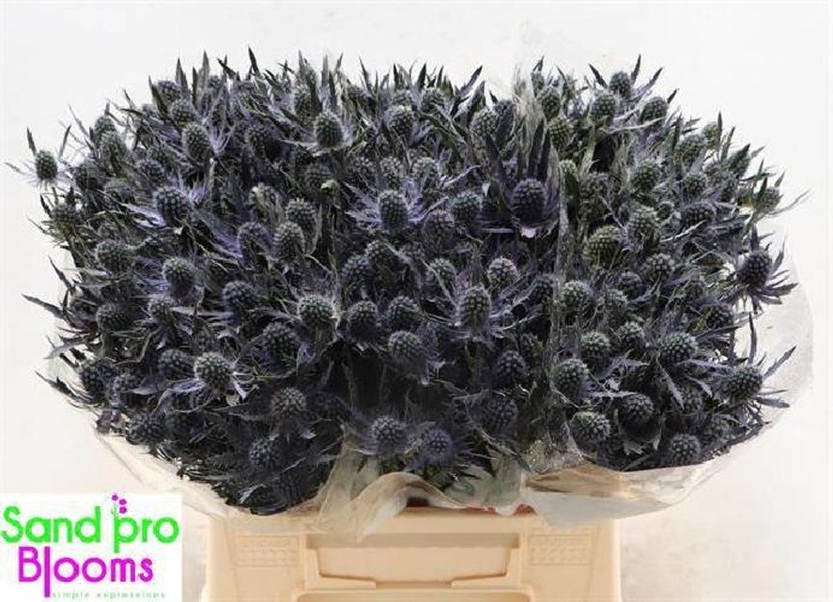 10x Eryn.mag.blue lagoon 40cm