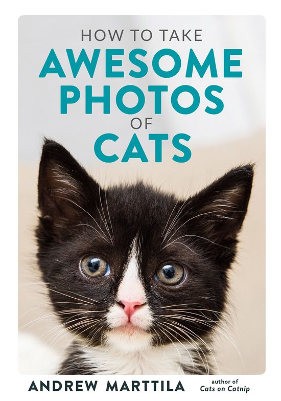 How to Take Awesome Photos of Cats - cover