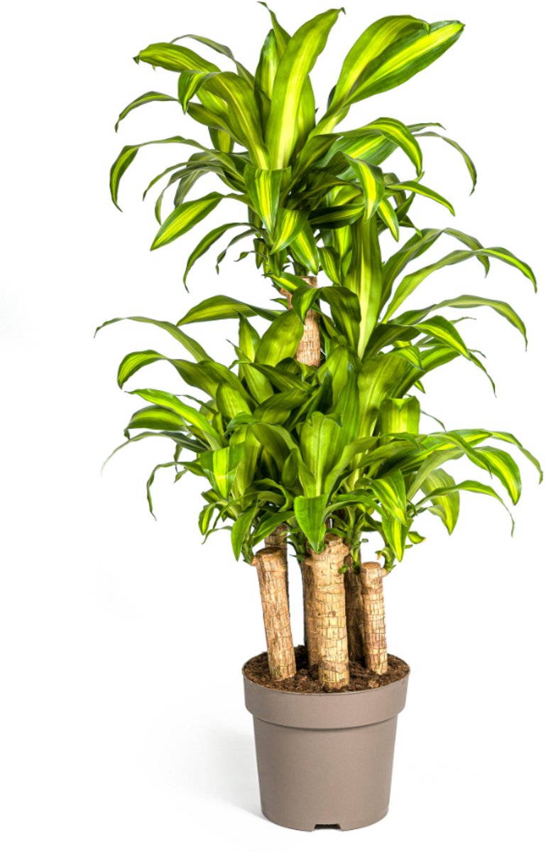 Dracaena Fragrans Massangeana Carrousel Ø30cm - 130
