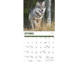 Wolven Kalender 2026