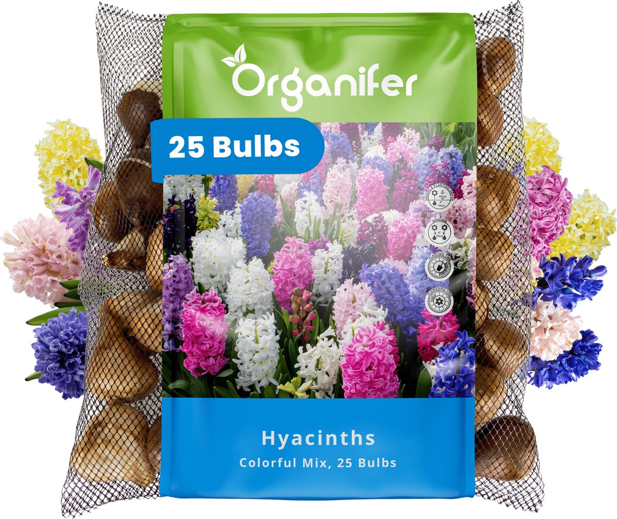 25 Hyacinten - Kleurrijke Mix - XXL Bollengrootte 16/17 cm - Bloembollen - Hyacint - Zomerbollen - Voorjaarsbollen - Trekt vlinders en bijen aan - Vaste planten - Organifer
