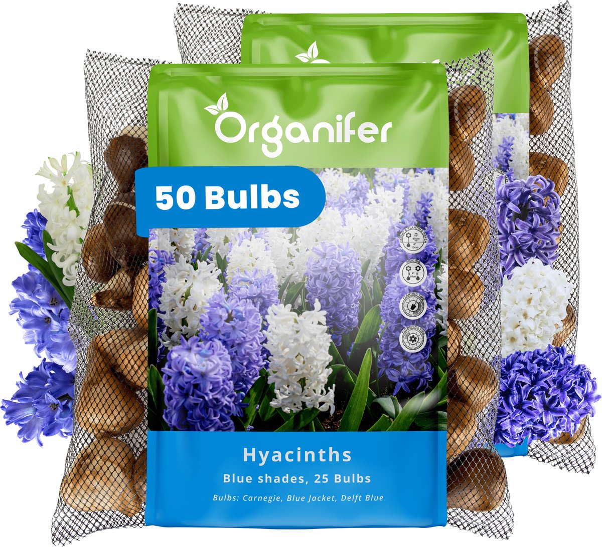 50 Hyacinten - Blauwe Tinten - XXL Bollengrootte 16/17 cm - Bloembollen - Hyacint - Zomerbollen - Voorjaarsbollen - Trekt vlinders en bijen aan - Vaste planten - Organifer