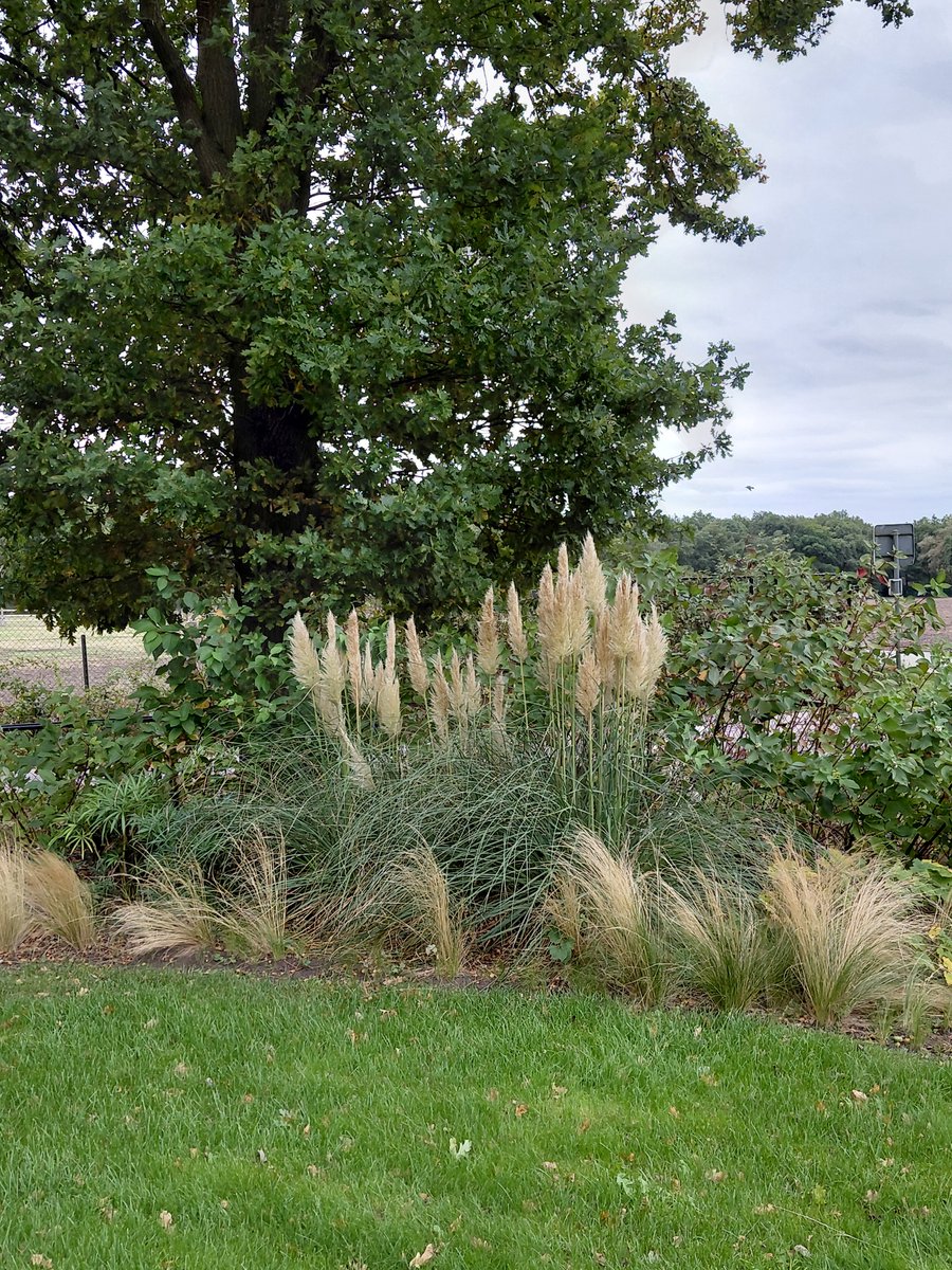 2x Cortaderia ‘Pumila’ - Pampasgras - Siergrassen - Winterhard - 20-30 cm