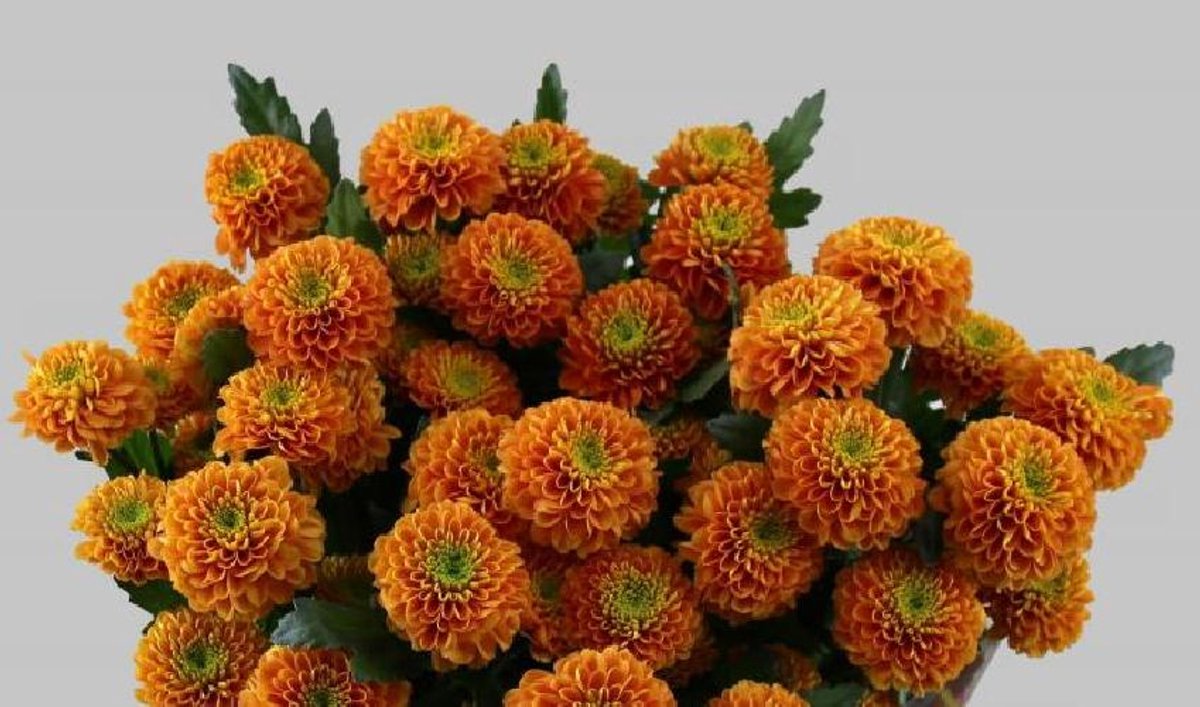 10x Chrysant lionking 70cm
