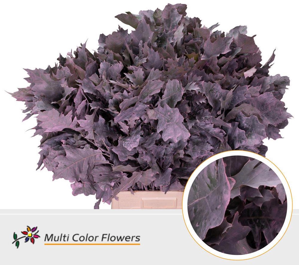 20x Sg quercus frost roze 60cm