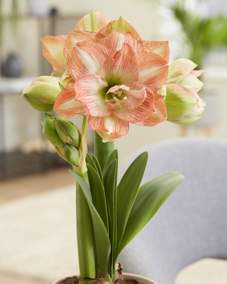 Amaryllis Beautiful Emotion | 1 stuk | Hippeastrum | Bloembol