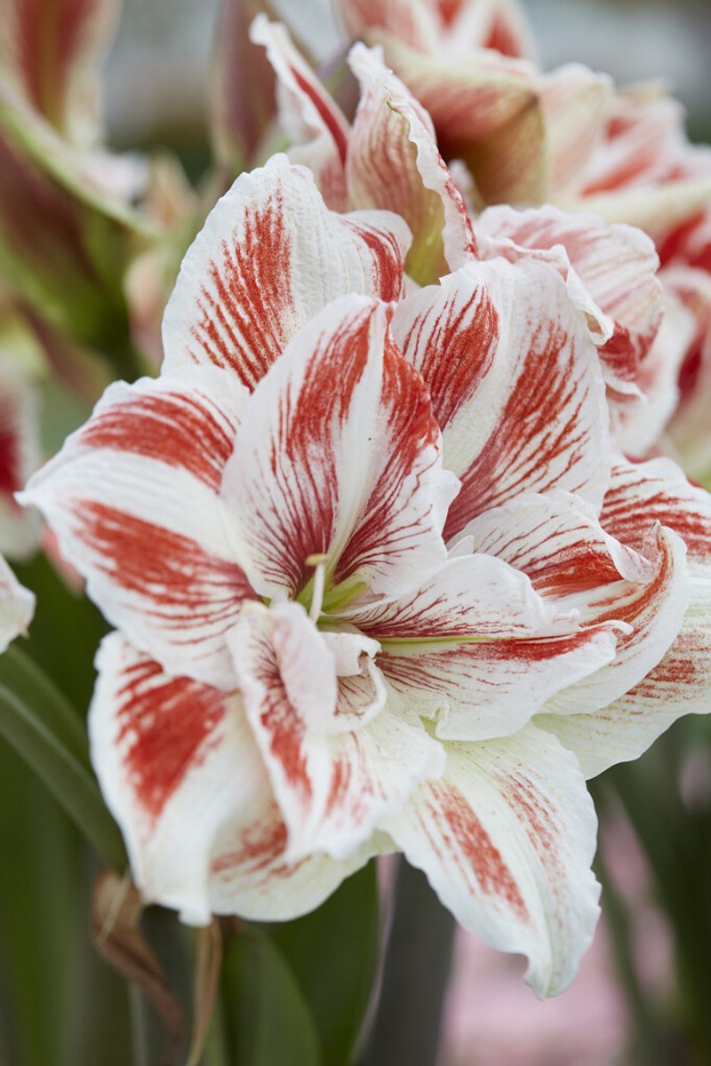 Amaryllis Bright Nymph | 1 stuk | Hippeastrum | Bloembol