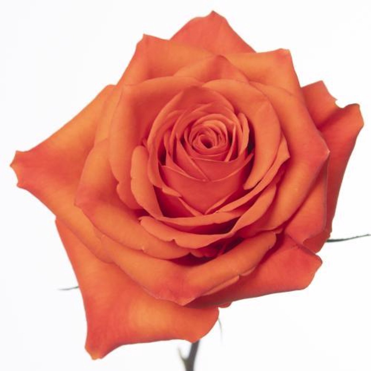 25x Rosa hilux 70cm