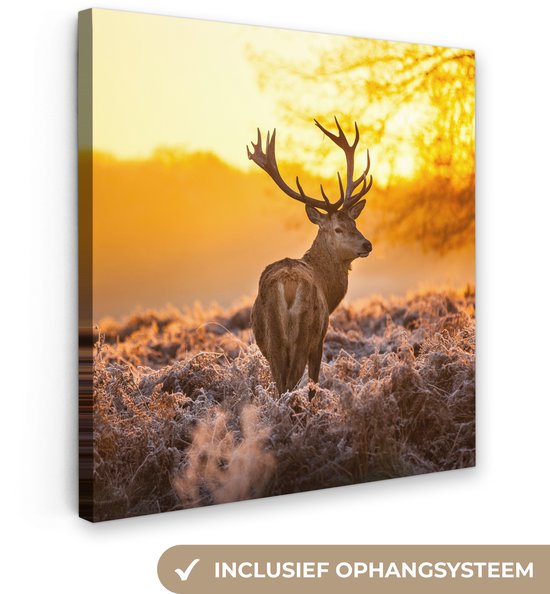 Canvasprint van een hert in de ochtendzon, staand in rijp gras. Bevat de tekst 'Inclusief ophangsysteem'.