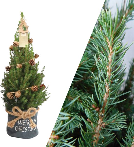 NatureNest - Kerstboom met verlichting 'Pineconelight' in Xmas Bag blauw | 19 cm Ø | 60 cm