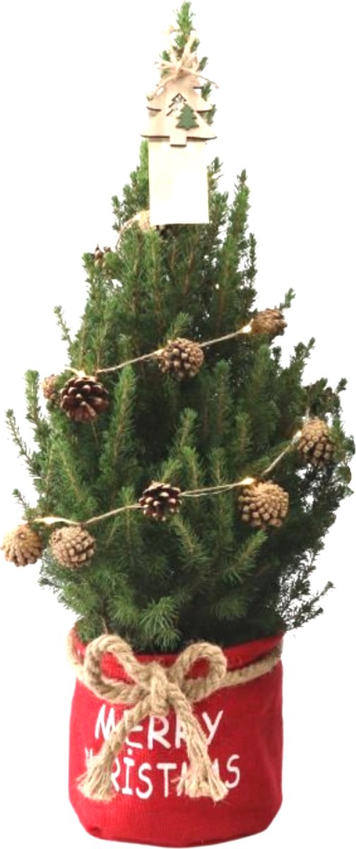 Tuinplantenshop.com | Kleine Kerstboom in 'Merry Christmas' zak rood met dennenappel verlichting - Picea Glauca Conica - Ø19cm - 60-70cm hoog - Tuinplant