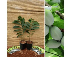Jonge Pawpaw boom | Asimina triloba Prima 1216 | Boomhoogte: 40-80 cm | Pot: 1.5 liter