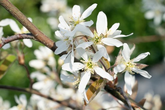 Tak met witte bloemen met vijf bloemblaadjes en groene bladeren.
