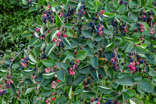 Sierappels en bessen, rood, roze en blauw, aan een boom met groene bladeren.