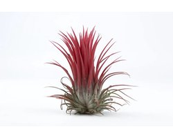 JUNAVERA Tillandsia Rood | Luchtplant met rode bladkleur of bloeiwijze | ca. 6 cm groot | Perfect voor terraria en decoratie
