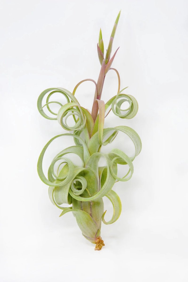 JUNAVERA Tillandsia Curly Bonsai