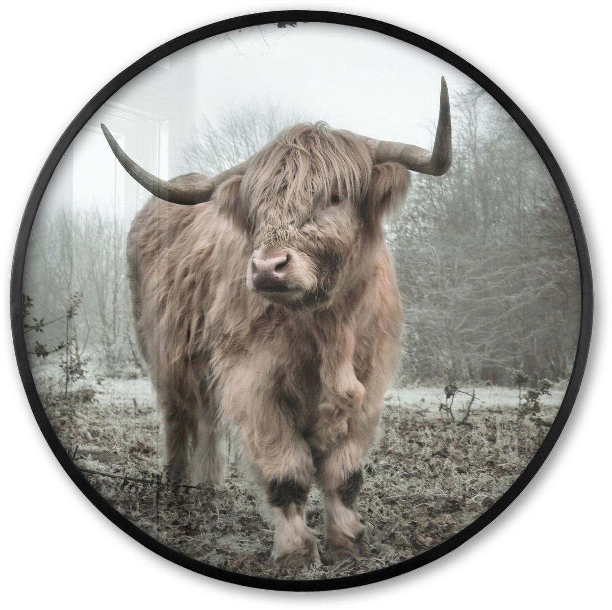 FrameYourWall Poster in lijst Rond - Fotolijst 80x80 cm - Posters - Schotse Hooglander - Bos - Mist - Koe - Dieren - Natuur - Ronde posterlijst zwart - Decoratie - Wanddecoratie woonkamer - Muurdecoratie slaapkamer Wit