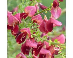 Cytisus 'Boskoop Ruby' - Brem | Rood - Meerjarig en Winterhard | Tuinplant - 1,5 liter pot