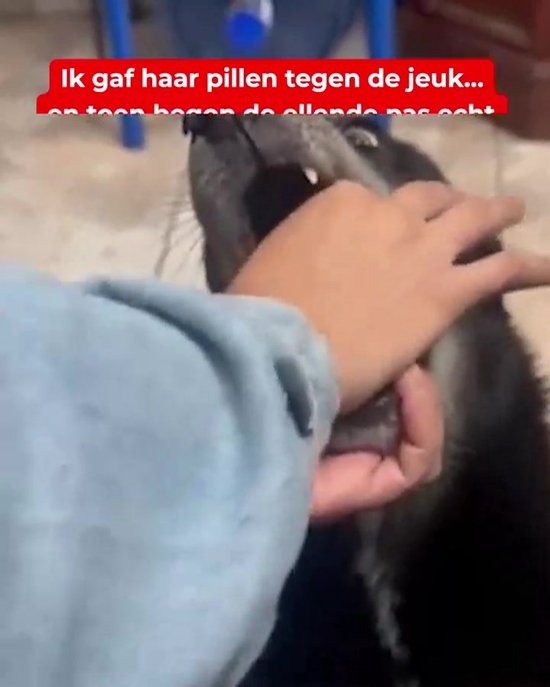 Dogsuppy Anti-Jeuk met Rund - Probiotica - 60 Stuks