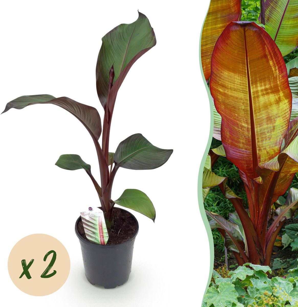 Plantenboetiek.nl | Bananen plant - Ensete ventricosum Maurelli - Winterhard - 2 planten - Ø20cm - 30-40cm hoog - Tuinplant