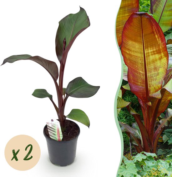 Musa Basjoo - Bananenplant meerstammig