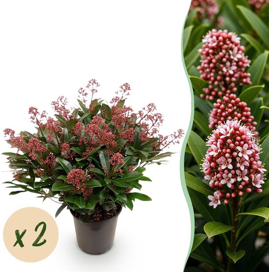 Green boutiQ - Plante de patio - Skimmia japonica Rubella - Fleur Bloem - Plus de 40 Fleurs - 2 plantes - Résistant à l'hiver - Pot 19 cm Hauteur 60 cm