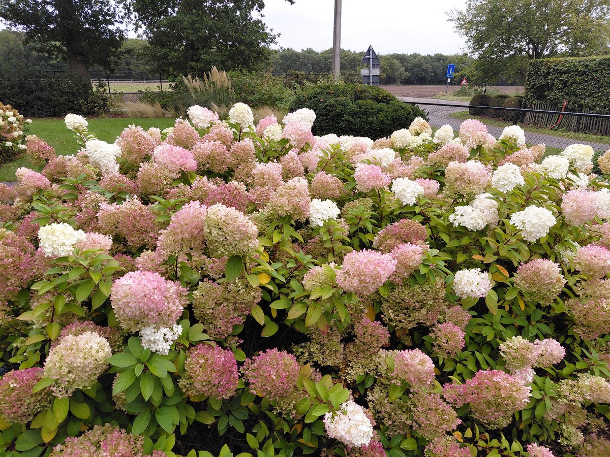 Hydrangea paniculata 'Pink Lady' - pluimhortensia met witte en zachtroze bloemen - C2 liter pot