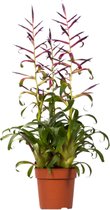 Bromelia Tillandsia 'Mora' - Paars-groen - Bloeiende kamerplant - Exotische kamerplant - ↑50-60cm - Pot Ø 12 cm