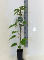 Vrouwelijke kiwi - Actinidia deliciosa 'Hayward' 60-80 cm - 2 stuks -klimplant - vruchten - in pot