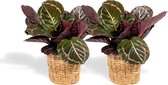 Hello Plants Calathea Roseopicta Dottie in Mand - 2 Stuks - Ø 14 cm - Hoogte: 40 cm - Schaduwplant Pauwenplant