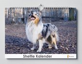 Sheltie kalender 35x24 cm | Verjaardagskalender Sheltie | Hondenras Sheltie | Verjaardagskalender Volwassenen