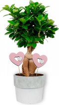 WL Plants - Ficus Ginseng - Bonsai - Kamerplanten - Bonsai Boompje - ± 30cm hoog - 12cm diameter - in Betonnen Witte Pot
