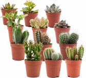 ZynesFlora - Mini Cactussen/Succulenten Mix - 12 Stuks - Ø 5,5 cm - Hoogte: 5-10 cm - Cactus - Vetplant - Kamerplant