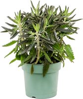 Kamerplant van Botanicly – Kalanchoë Daigremontiana – Hoogte: 40 cm