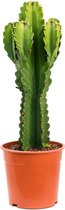 Cactus van Botanicly – Cowboycactus – Hoogte: 70 cm – Euphorbia ingens