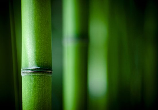 Dibond - Zen - bamboe in groen - 120 x 180 cm.