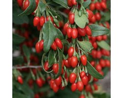 Lycium barbarum 'Instant Success'® - Boksdoorn, Gojibes - in pot