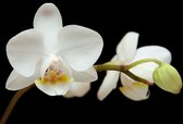 Dibond - Bloem - Orchidee in zwart / wit / geel / groen - 120 x 180 cm.