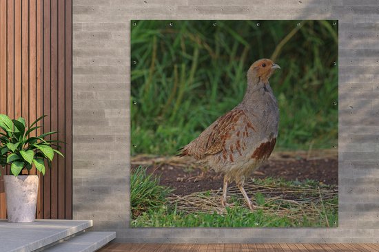 Une perdrix sur une piste boueuse Affiche de jardin 200x200 cm - Toile de jardin / Toile d'extérieur / Peintures d'extérieur (décoration de jardin) XXL / Groot format!