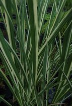 Bonte kalmoes (Acorus calamus variegata) - vijverplant - 3 losse planten - Om zelf op te potten - Vijverplanten webshop