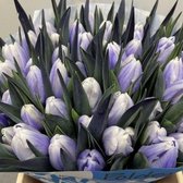 Verse Tulpen -  Pastel Lilac - 50 stuks
