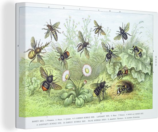 Canvas Schilderij Botanische illustratie bijen - 30x20 cm - Wanddecoratie