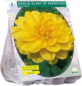 Baltus Dahlia Decoratief Glory of Heemstede bloembol per 1 stuks