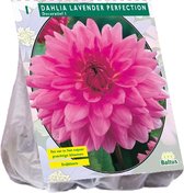 Baltus Dahlia Decoratief Lavender Perfection bloembol per 1 stuks