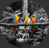 Behangcirkel papegaaien 155 cm | Wandecoratie | Wandcirkel