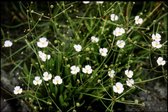 Stijve moeras-weegbree (Baldellia ranunculoides) - Vijverplant - 3 losse planten - Om zelf op te potten - Vijverplanten Webshop