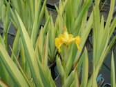 Bonte gele lis (Iris pseudacorus 'Variëgata') - Vijverplant - 3 losse planten - Om zelf op te potten - Vijverplanten Webshop