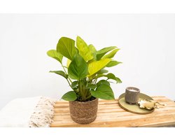 Homalomena Lemon Lime - 30cm