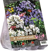 Baltus Urban Flowers Flowers of Love bloembollen per 2 stuks